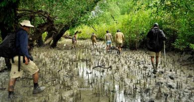 sundarban mangrove forest