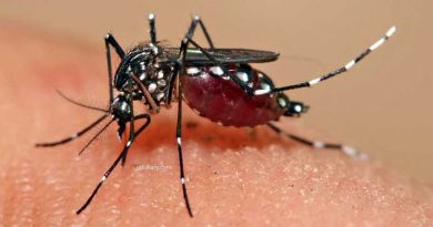Aedes mosquitoes