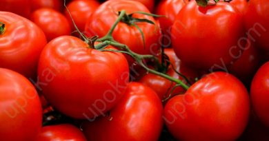 tomato fruit