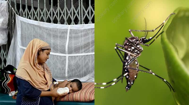 dengue fever baby