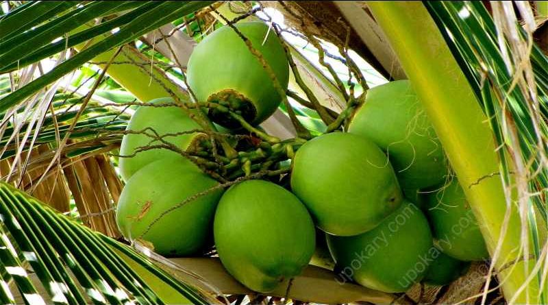 green coconut on the tree