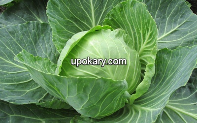 white-cabbage
