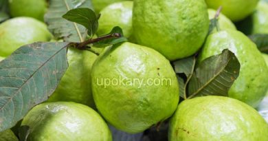 healthy guava fruit