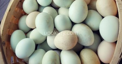 healthy duck eggs