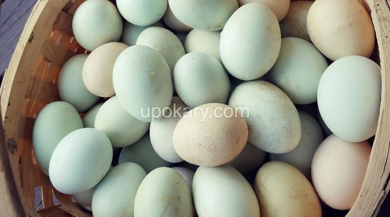 healthy duck eggs