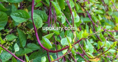 vegeable malabar spinach