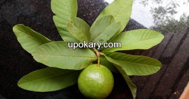 guava leaf
