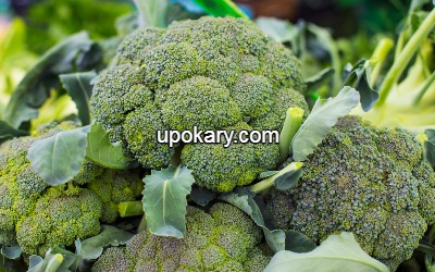 Broccolii