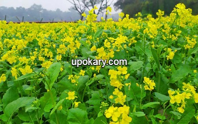 Mustard greens