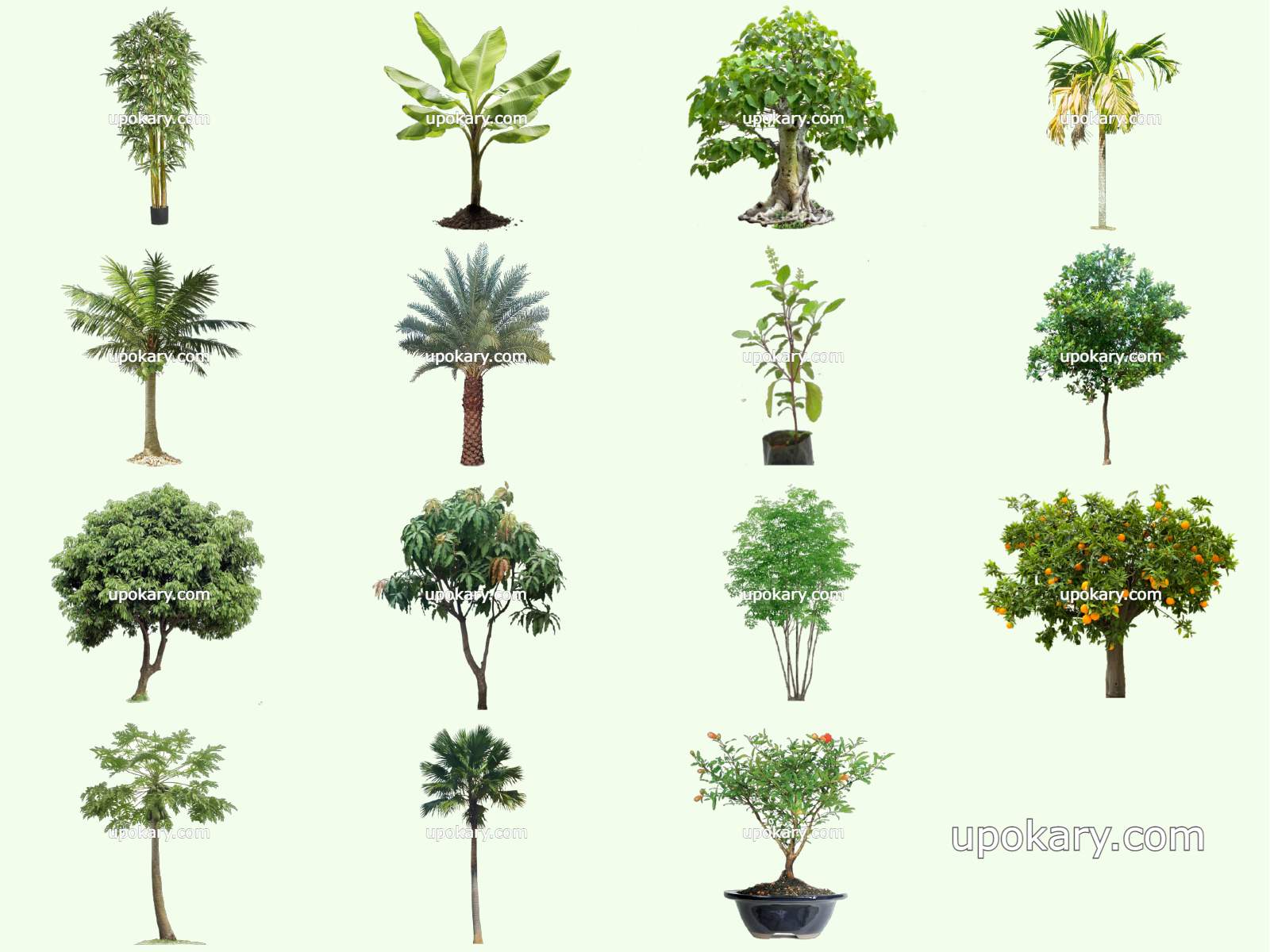 Names Of Different Trees Upokary