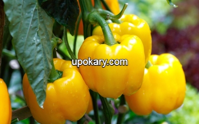 Yellow capsicum