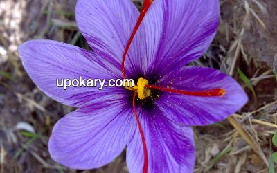 Saffron flower