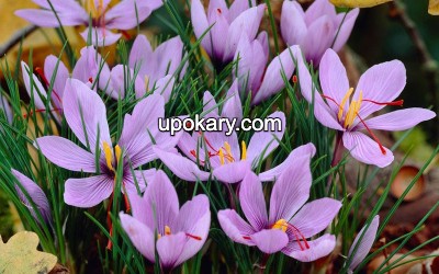 saffron crocus patch