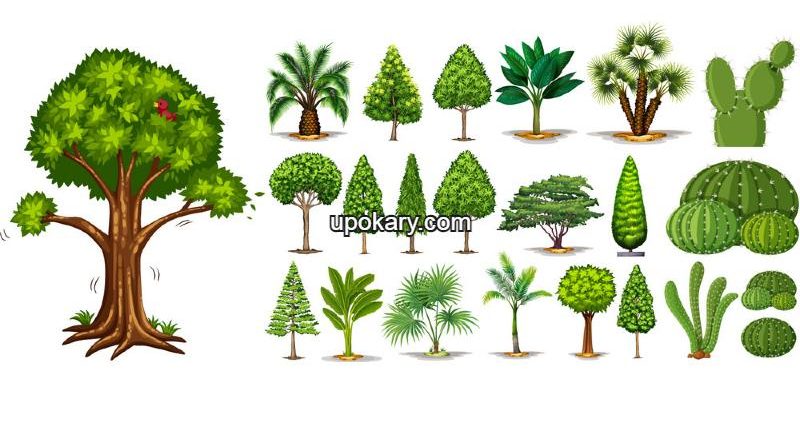different types trees
