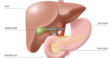 Pancreas Nearby Organs