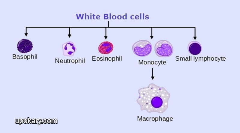 types-of-leukocytes-white-blood-cells-structure-functions