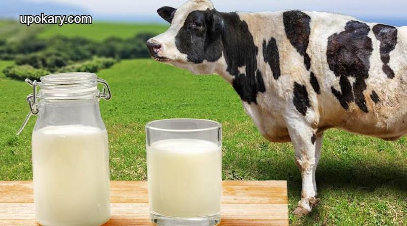 Pure cow's milk