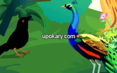 peacock-crow