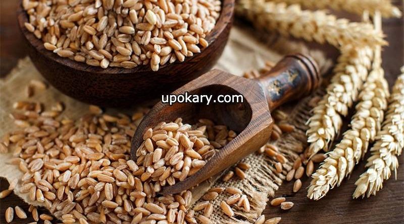 Barley Nutrition