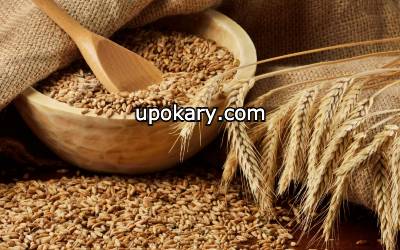 barley Wheat
