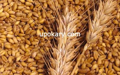 whole Wheat