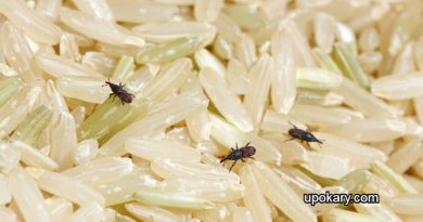 Rice bugs