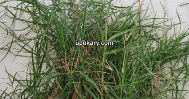 Scutch grass