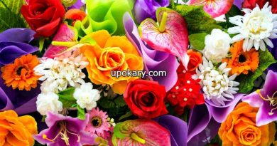 colourful-flowers