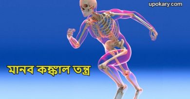 human_skeletal