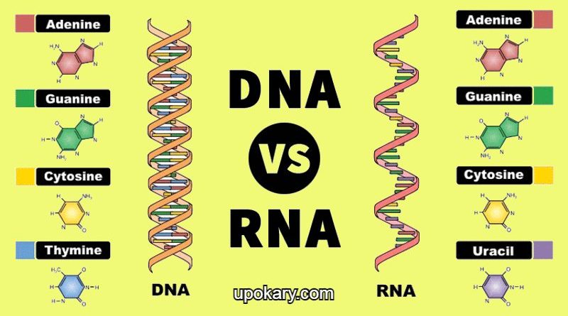 DNA_RNA