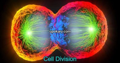 Cell_Division