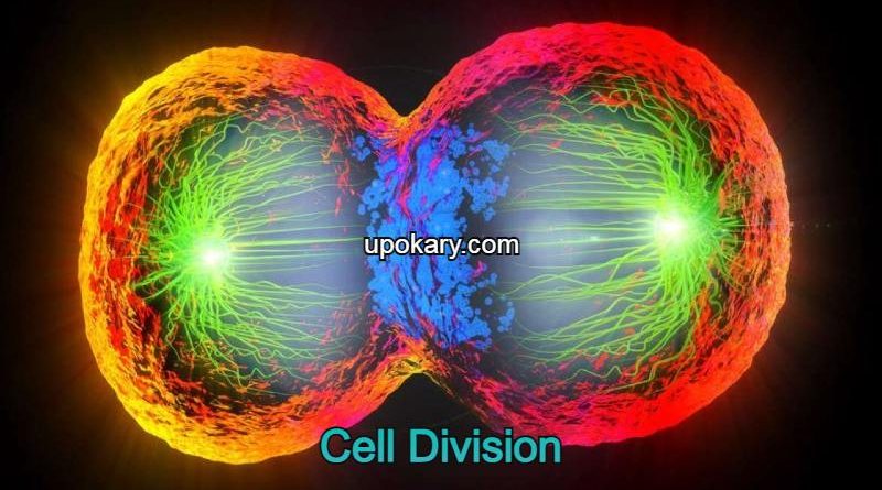 Cell_Division