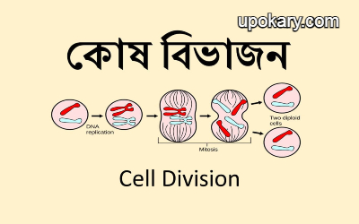 Cell_Divisionn