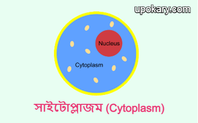Cytoplasmm