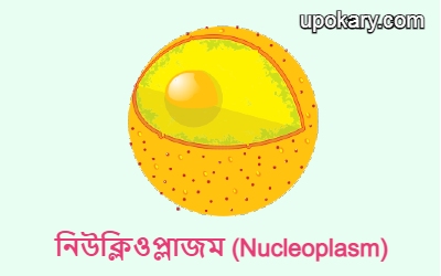 Nucleoplasm