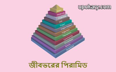 The pyramid of life