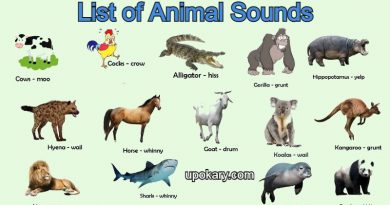 Animal_Sounds
