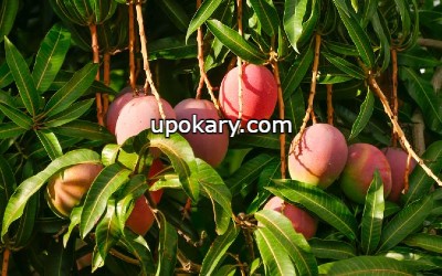 Mangoes in Tree
