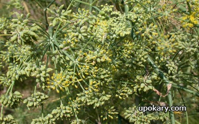 fennel post